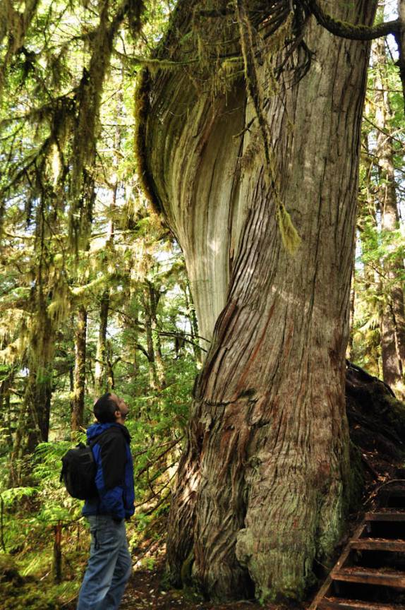 Admirando árvore em mata na área de Ketchikan, no sudeste do Alaska